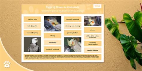 Signs of Illness in Cockatiels - Display Poster - Pet Birds
