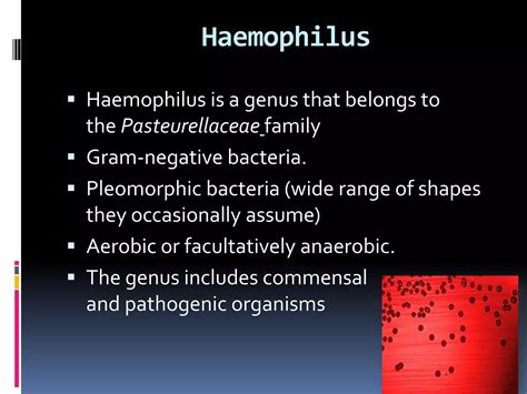 Image result for Opportunistic Pathogen