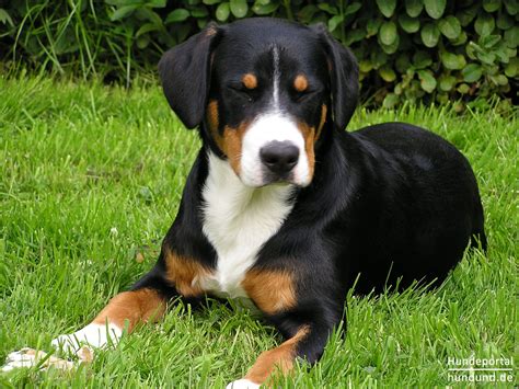 Entlebucher Sennenhund Foto 42157 Hundundde