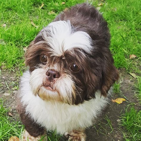 Buffalo Pug & Small Breed Rescue, Inc.