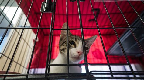 AZ pet rescues advise pet owners on what to do if they're deported