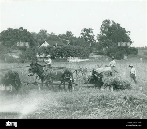 Farmer and sons harvesting wheat with a mule drawn binder. St. Louis ...