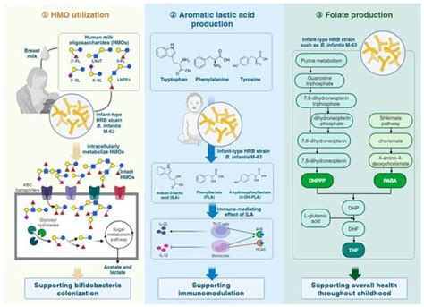 Probiotics in the New Era of Human Milk Oligosaccharides (HMOs): HMO ...