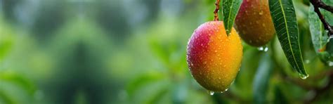 Golden Mangoes