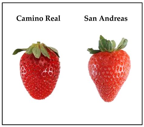 Strawberry Variety Influences the Effectiveness of Postharvest ...