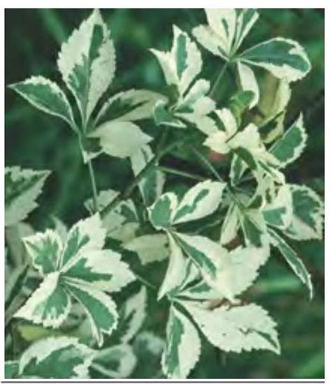 SATHEE: Chapter 06 Basic Principles of Inheritance