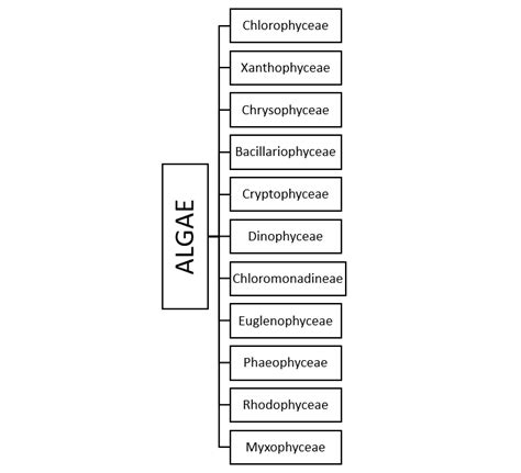 Classification Of Algae - BioQuestOnline