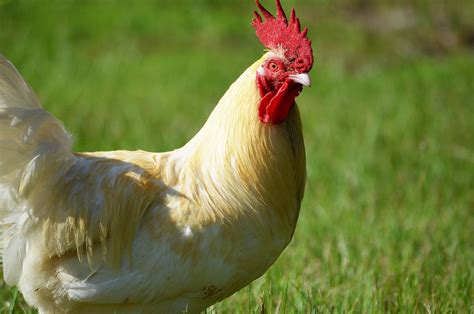 Image result for Animals Using Compouter