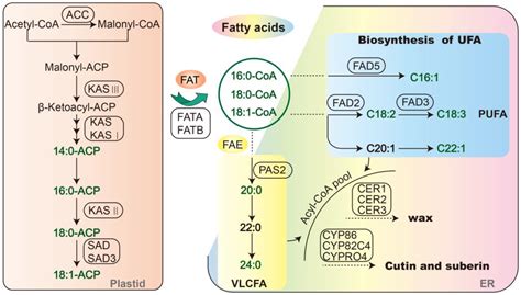 Low Temperature Affects Fatty Acids Profiling and Key Synthesis Genes ...