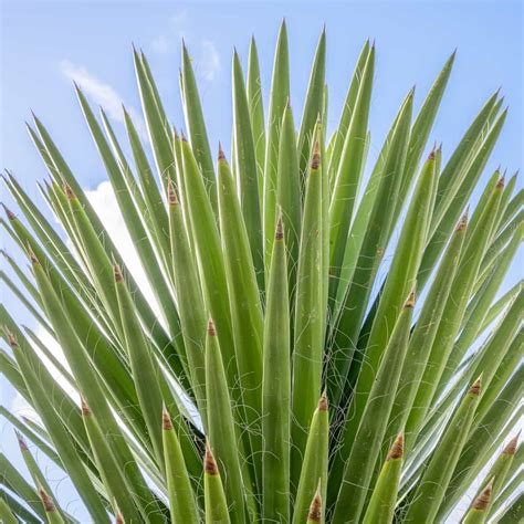 Spanish Dagger | Cacti Agave and More | Moon Valley Nurseries