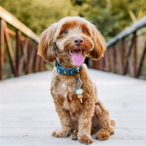 Image result for Havapoo Information