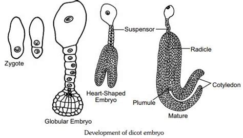 AHSEC Class 12 Biology Chapter-1: Sexual Reproduction In Flowering ...