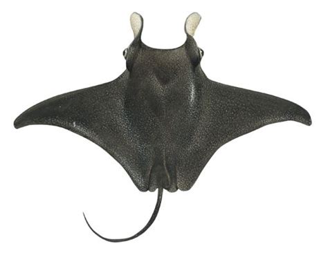 Ray Fish Manufacturer,Wholesale Ray Fish Supplier from Port Blair India