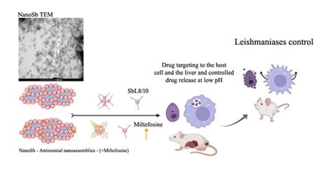 Pharmaceutics | Special Issue : Lipid-Based Formulations for Therapy of ...