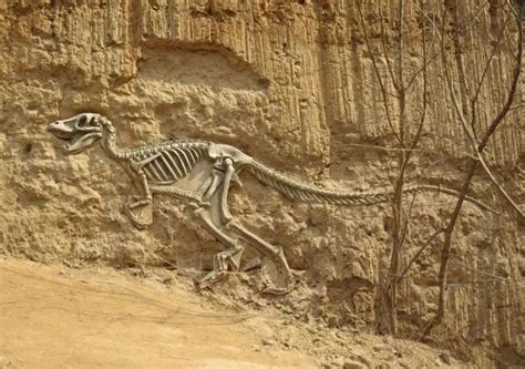 世界上保存最完整的三角龙化石Horridus - 化石网