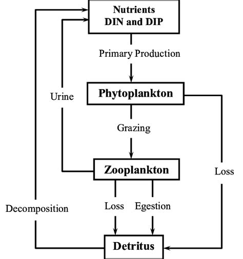 Image result for Ecosystem Structure Model