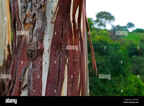 Image result for Eucalyptus Tree Trunk Rot