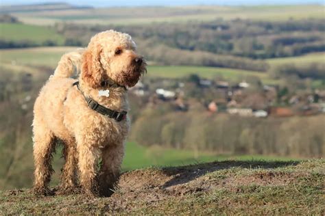 Image result for Standard Cockapoo