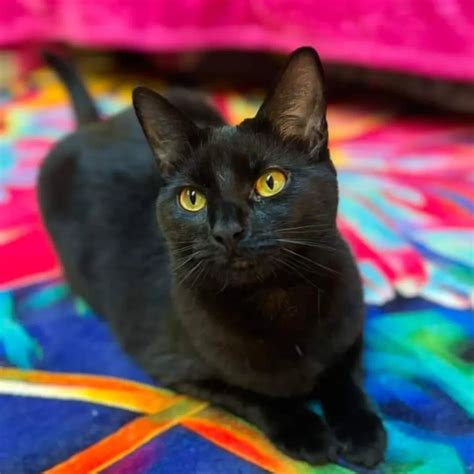 Image result for Patsy Cline Birthday