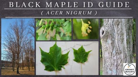 Image result for Maple Tree Identification Guide