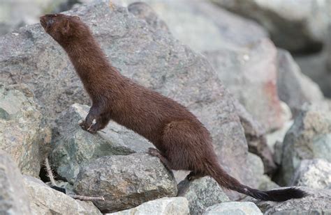Mink! | Wings Over Skagit