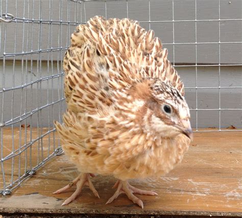 GOLDEN ITALIAN - COTURNIX QUAIL | Quail, Pheasant eggs, Raising quail