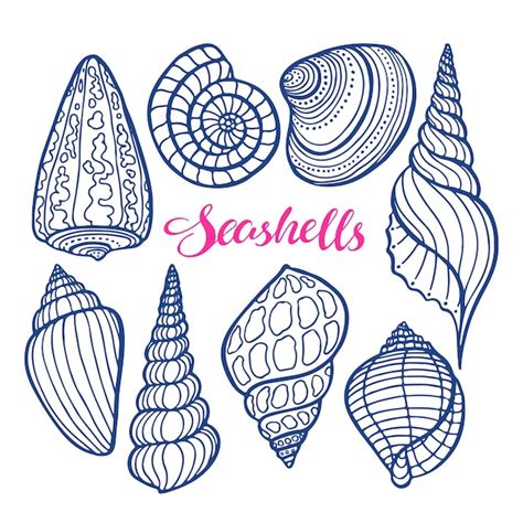 Image result for Conch Shell Drawing Colored