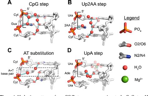 Image result for Z-DNA Function