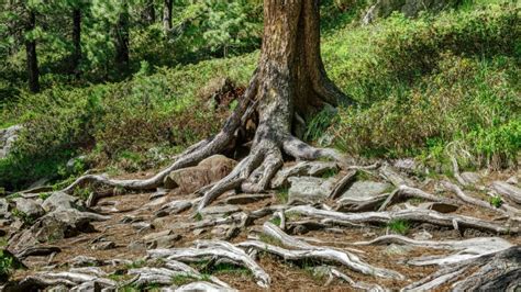 Why Geberit AquaClean is the best shower toilet | Geberit