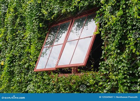 Exterior Window Vine Tree Covers Building Stock Image - Image of frame ...