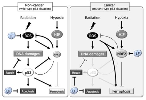 Lactoferrin Modulates Radiation Response Under Hypoxic Conditions ...