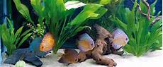 vasca per discus la vasca di quarantena per i discus acquario vasca per discus la vasca di quarantena per i discus acquario