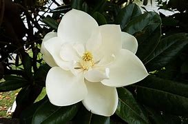 Magnolia 的图像结果