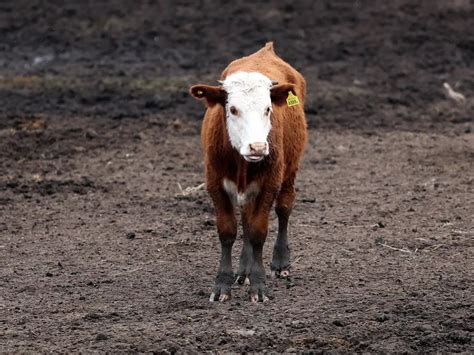 US Scientists Are Developing 'Cows Of The Future' That Will Be Able To ...