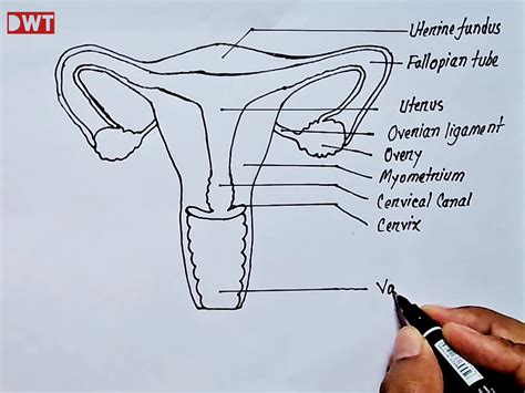 Image result for How to Draw a Female Reproductive System
