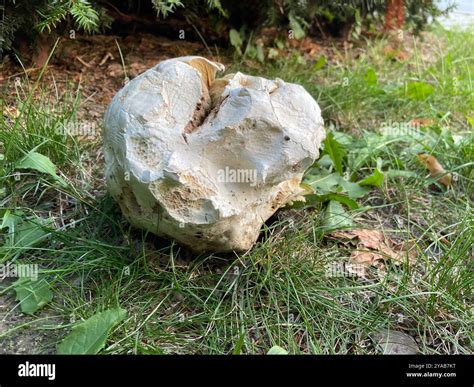 giant puffball (Calvatia gigantea) Fungi Stock Photo - Alamy