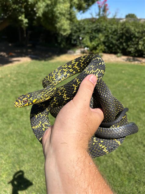 Chinese Kingrat Snake (Elaphe Carinata) Other Rat Snake by Milli ...