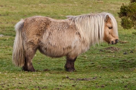 File:Shetland Pony on Belstone Common, Dartmoor.jpg