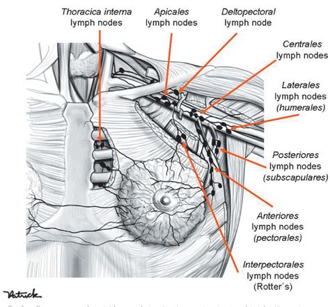 Lymph Node Diagram Chest