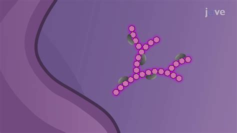 Vidéo: Periodic Acid-Schiff Staining of Cells: An In Vitro Technique to Detect Glycogen Levels ...