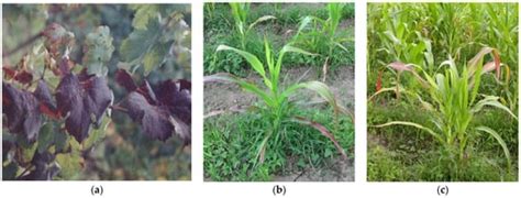 Phytoplasma-Associated Diseases in South America: Thirty Years of Research
