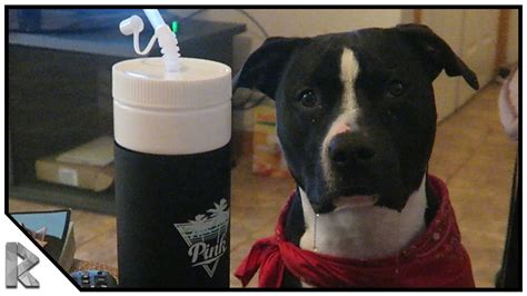 Cape Cod Vlog 的图像结果