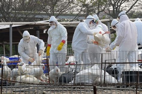 禽流感在美蔓延，导致蛋价上涨并威胁禽肉出口|禽流感_新浪财经_新浪网