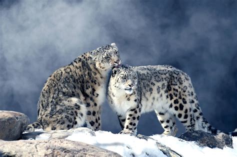 Download Winter Animal Snow Leopard HD Wallpaper