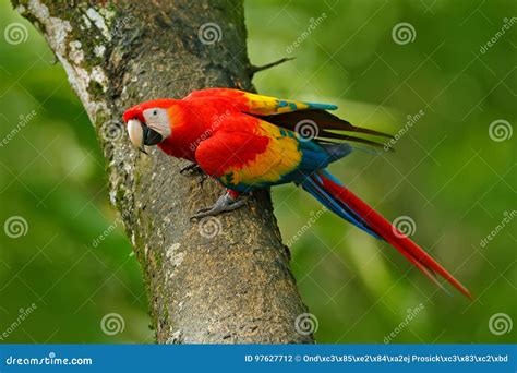 Wildlife in Costa Rica. Parrot Scarlet Macaw, Ara Macao, in Green ...