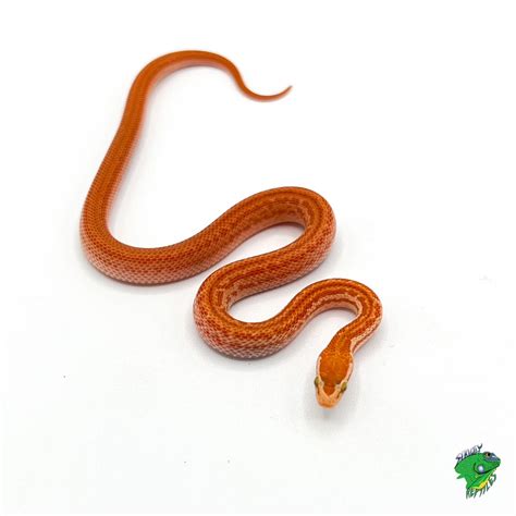 Albino African House Snake – cb baby – Strictly Reptiles Inc.