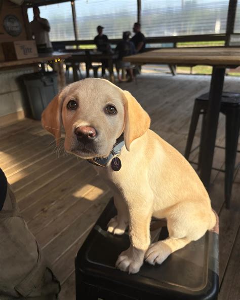 Bastrop Veterinary Hospital (@bastropvettx) • Instagram photos and videos