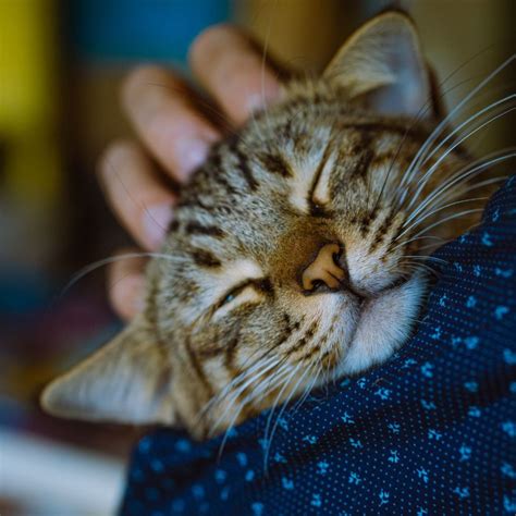 The Cat Sitter’s Toolkit: Important Things to Know for Every Situation