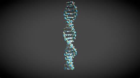 Human DNA - Download Free 3D model by T-FLEX CAD ST (Free) (@tflexcad) [746f075] - Sketchfab