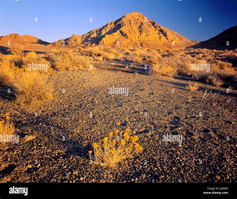 Utah. USA. Rabbitbrush on gravel outwash below Rishel Peak. Silver ...